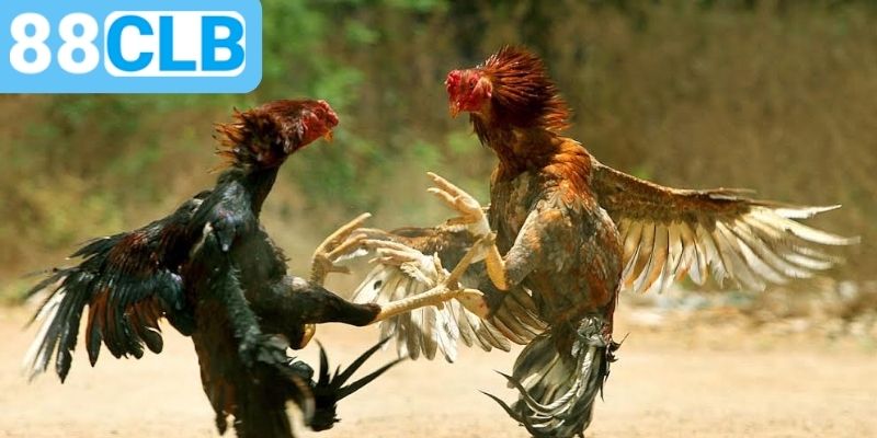 Khái quát về sân chơi của những chiến kê ưu tú tại 88CLB