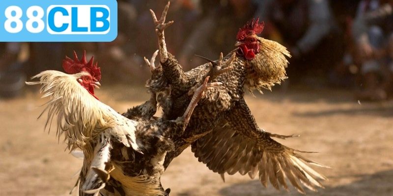 Mẹo cược đá gà 88CLB dễ thắng lớn tiền thưởng