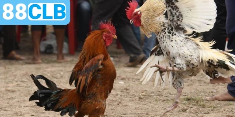 Tổng hợp 3 hình thức đá gà 88CLB được yêu thích nhất
